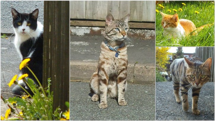 Picture of a cat / kitten / feline