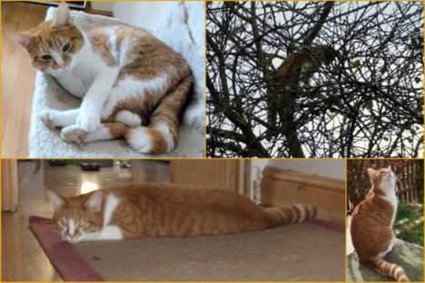 Picture of a cat / kitten / feline