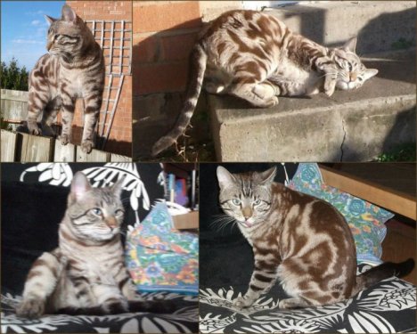 Picture of a cat / kitten / feline