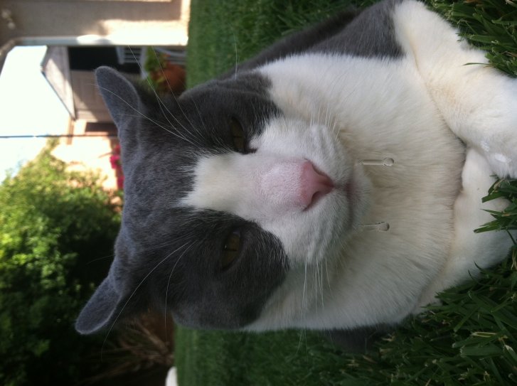 Picture of a cat / kitten / feline