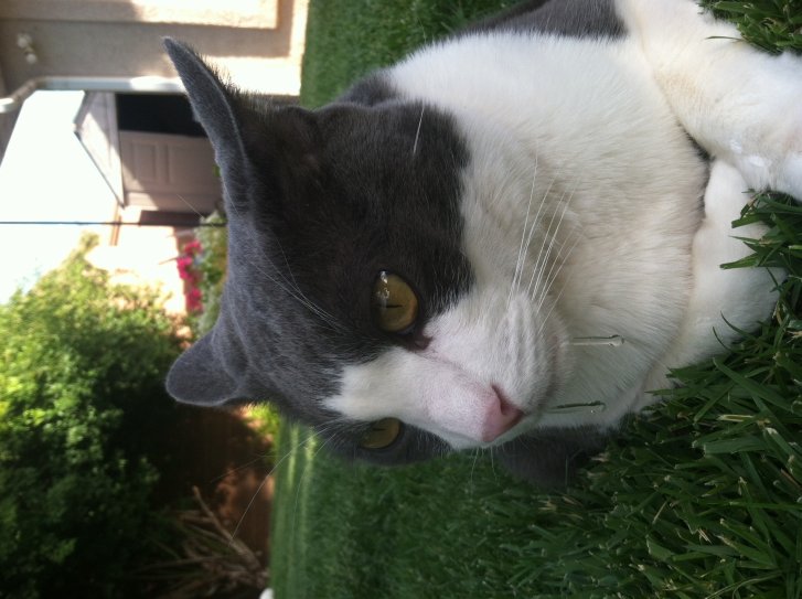 Picture of a cat / kitten / feline