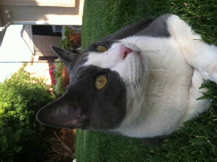 Picture of a cat / kitten / feline