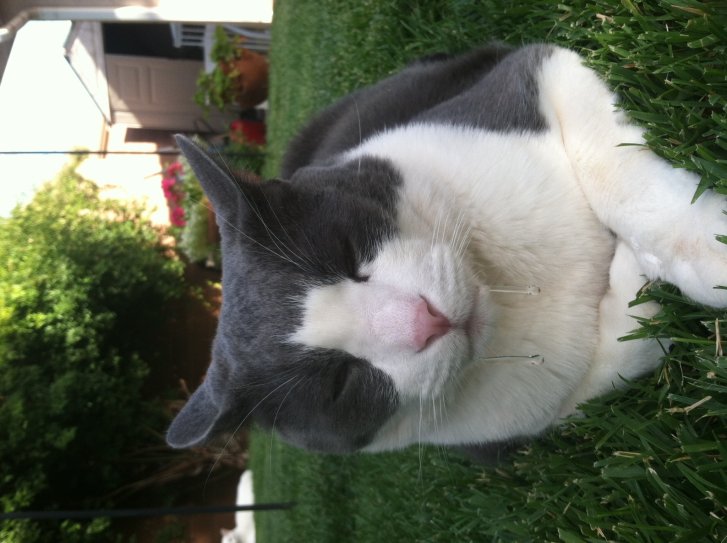 Picture of a cat / kitten / feline