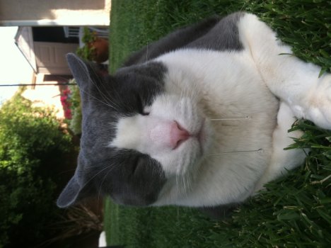 Picture of a cat / kitten / feline