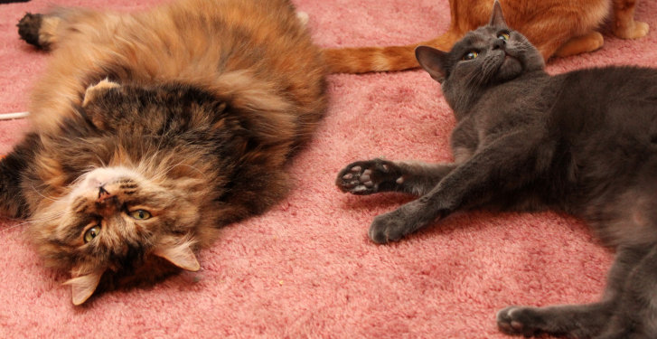 Picture of a cat / kitten / feline