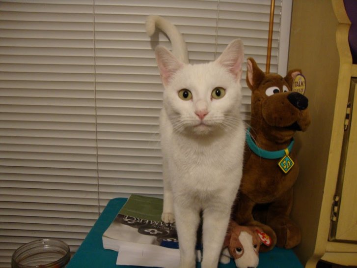 Picture of a cat / kitten / feline