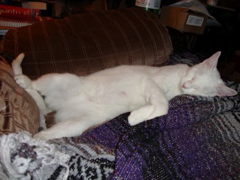 Picture of a cat / kitten / feline