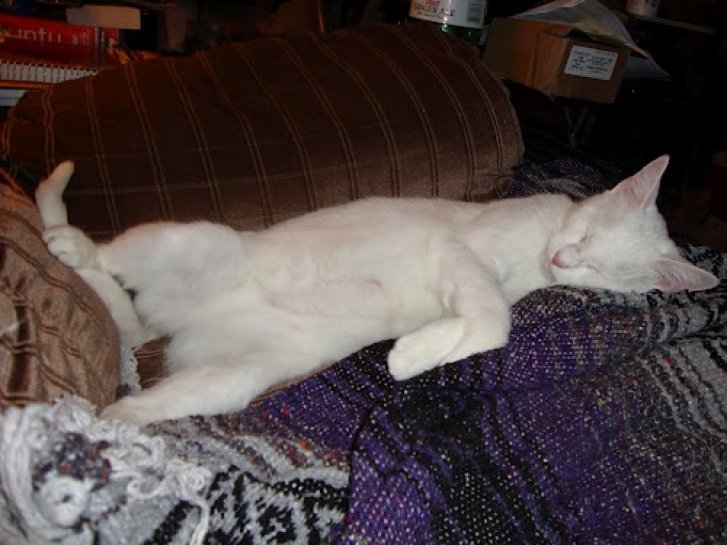 Picture of a cat / kitten / feline