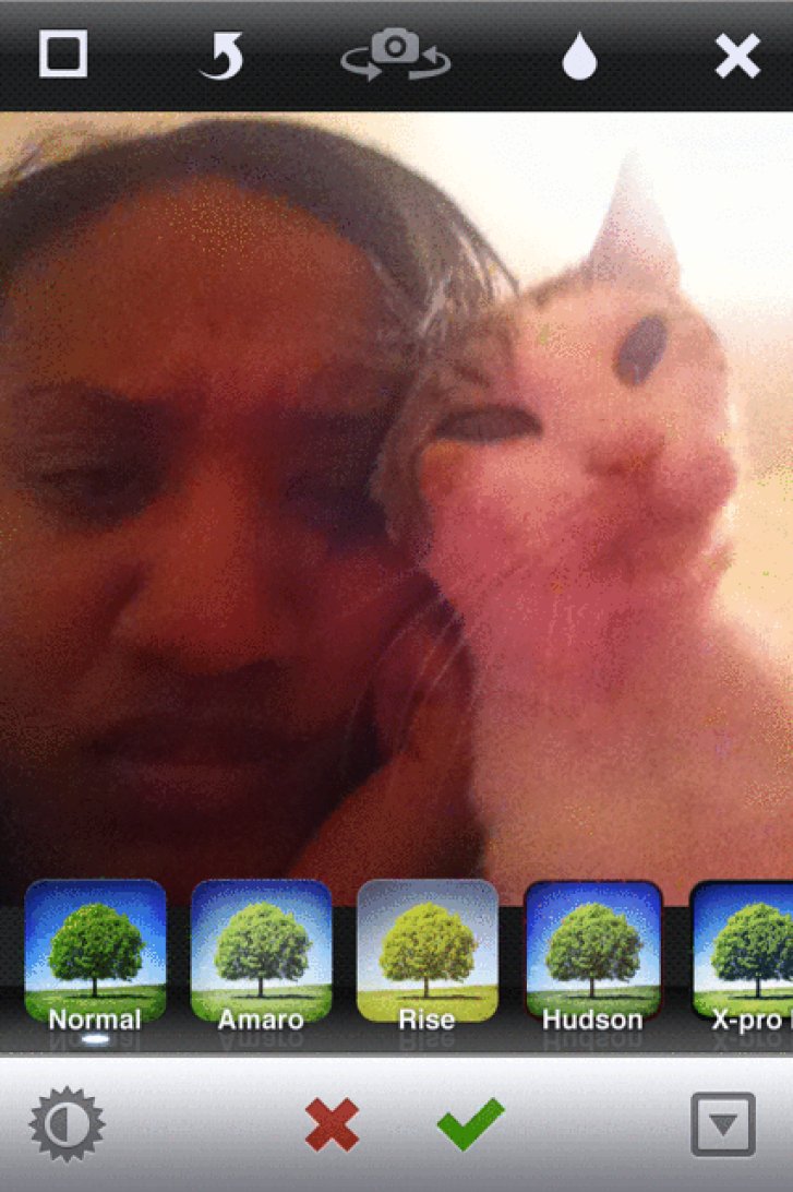 Picture of a cat / kitten / feline