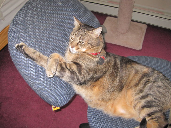 Picture of a cat / kitten / feline