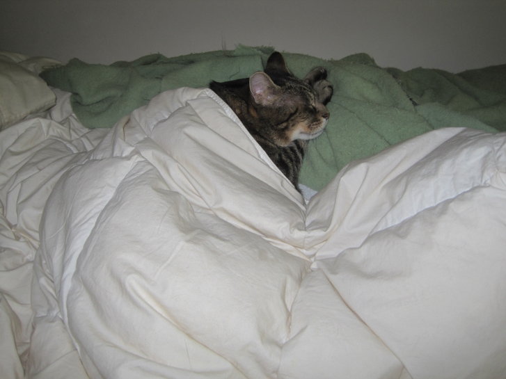 Picture of a cat / kitten / feline