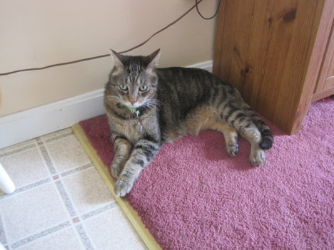 Picture of a cat / kitten / feline