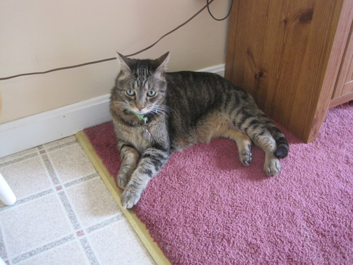 Picture of a cat / kitten / feline