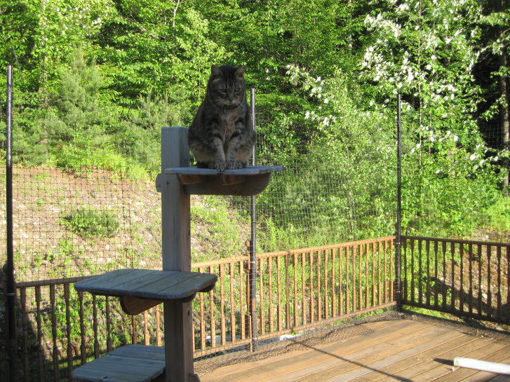 Picture of a cat / kitten / feline