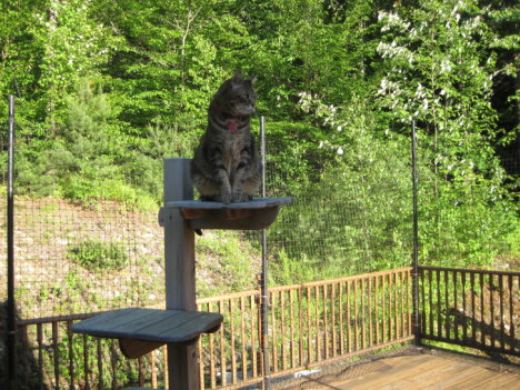 Picture of a cat / kitten / feline