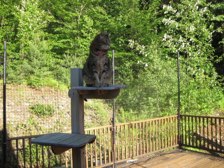 Picture of a cat / kitten / feline