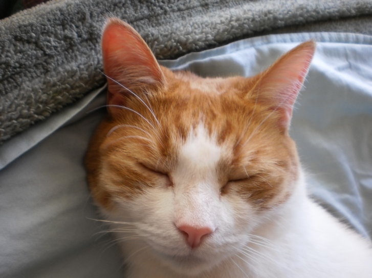 Picture of a cat / kitten / feline