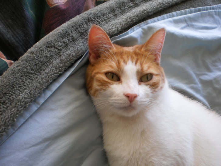 Picture of a cat / kitten / feline