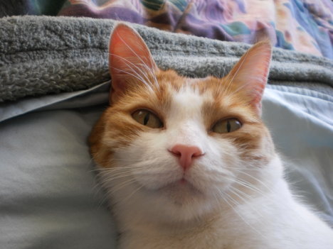 Picture of a cat / kitten / feline