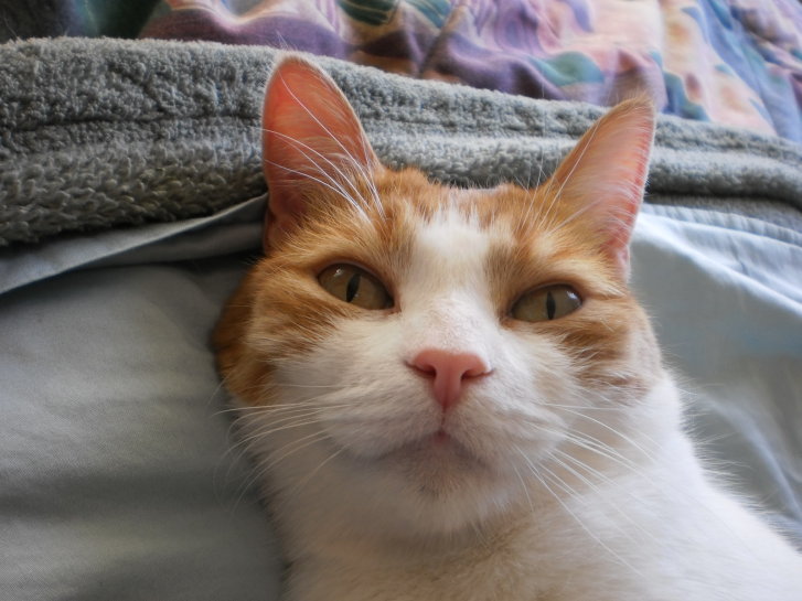 Picture of a cat / kitten / feline