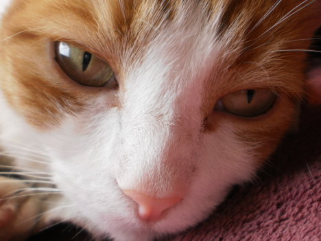 Picture of a cat / kitten / feline