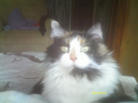 Picture of a cat / kitten / feline