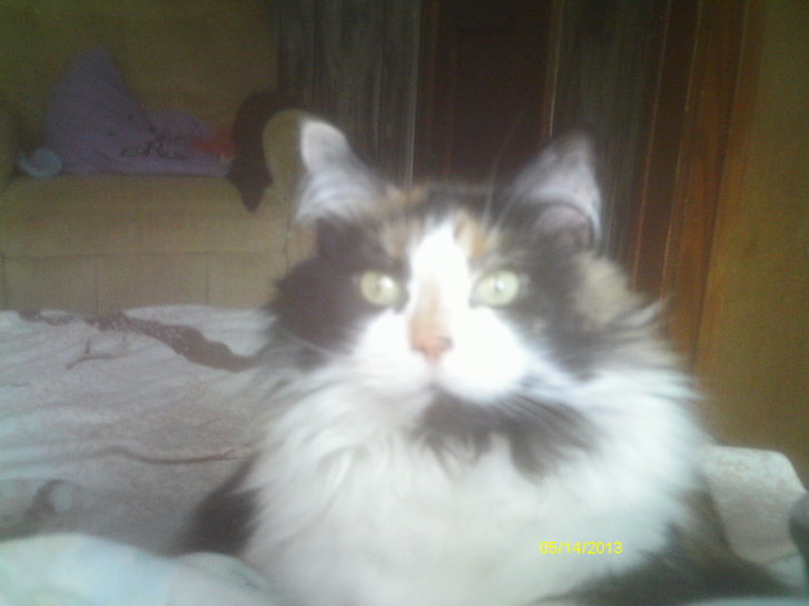 Picture of a cat / kitten / feline