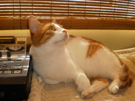 Picture of a cat / kitten / feline