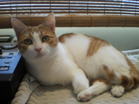 Picture of a cat / kitten / feline