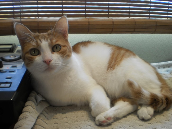 Picture of a cat / kitten / feline