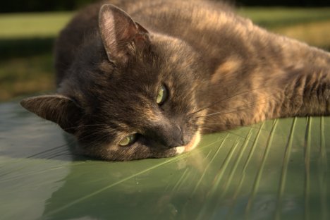 Picture of a cat / kitten / feline