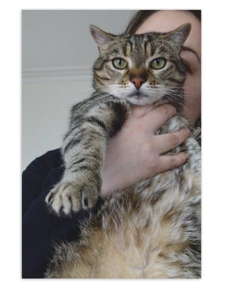 Picture of a cat / kitten / feline