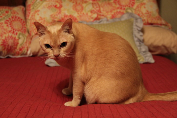 Picture of a cat / kitten / feline