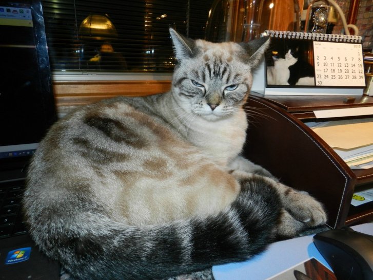 Picture of a cat / kitten / feline