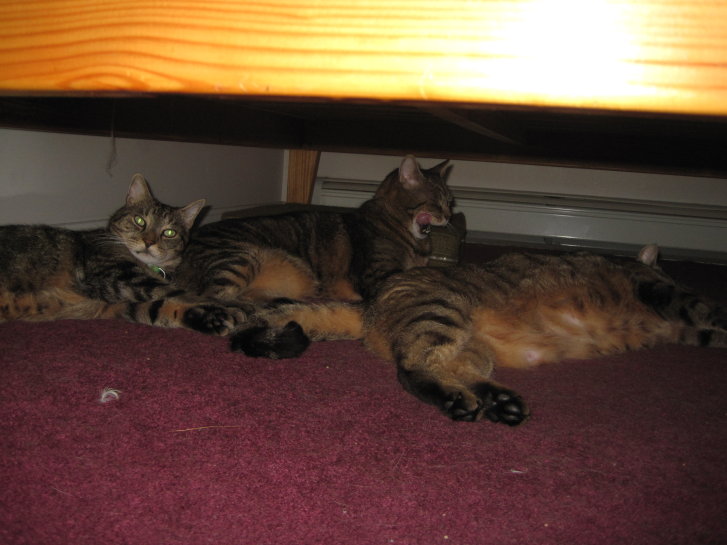 Picture of a cat / kitten / feline