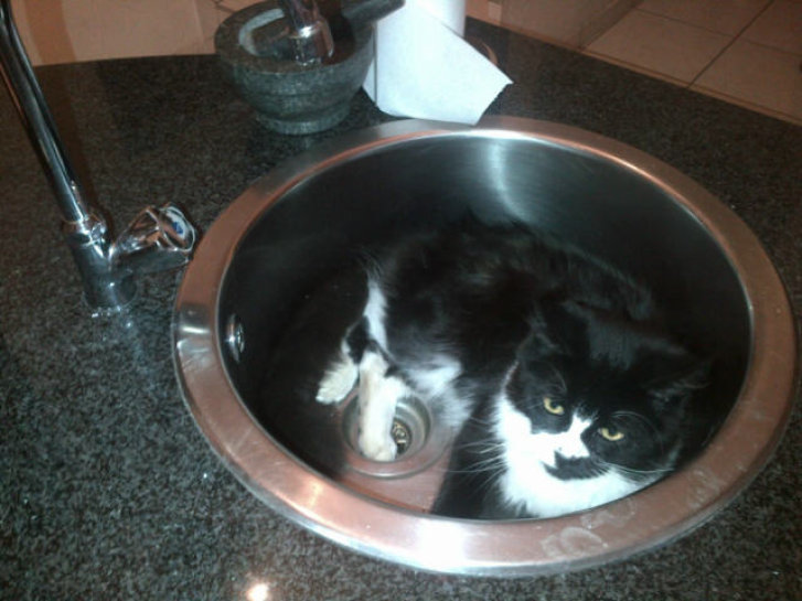 Picture of a cat / kitten / feline