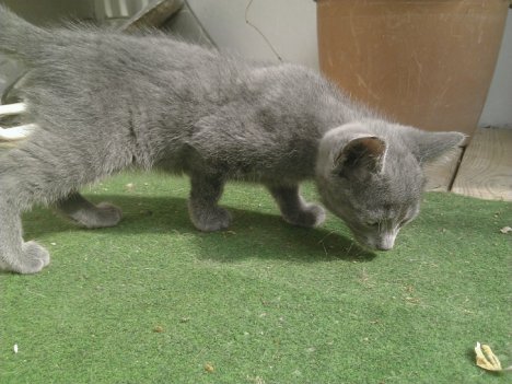 Picture of a cat / kitten / feline