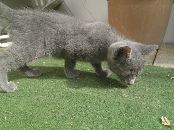 Picture of a cat / kitten / feline