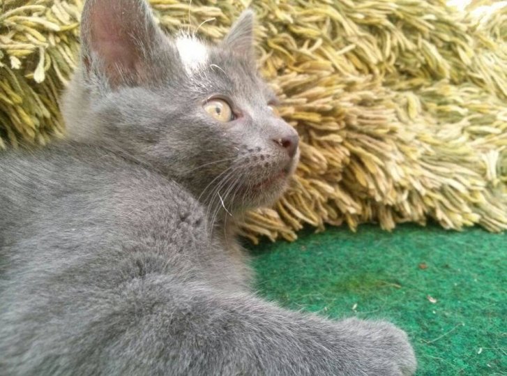 Picture of a cat / kitten / feline