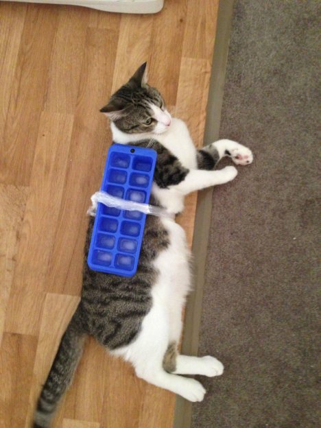 Picture of a cat / kitten / feline