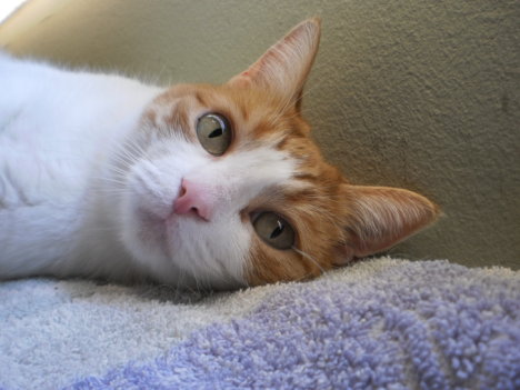 Picture of a cat / kitten / feline