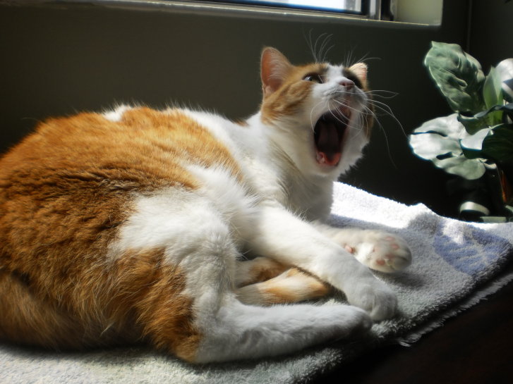 Picture of a cat / kitten / feline