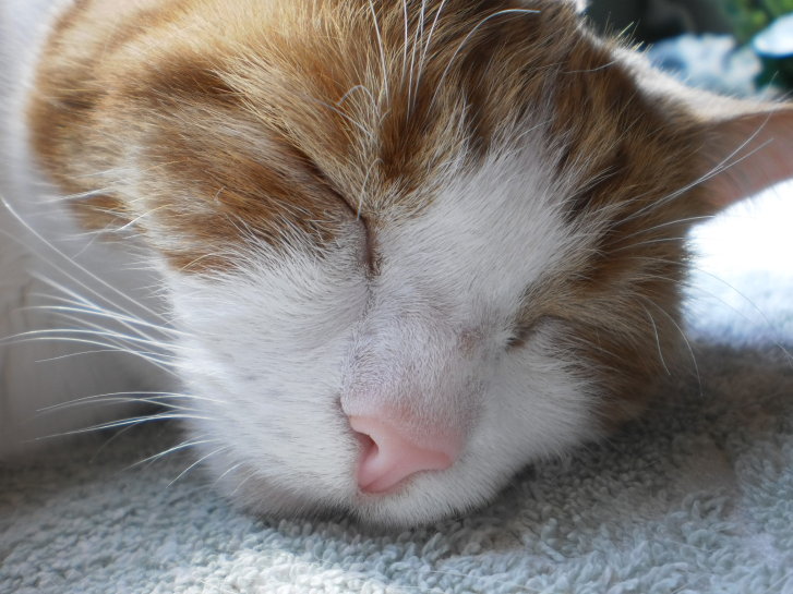 Picture of a cat / kitten / feline