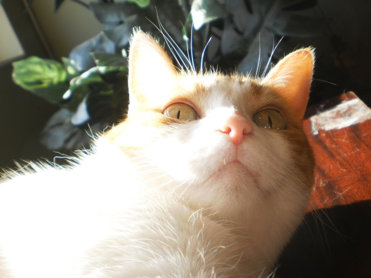 Picture of a cat / kitten / feline