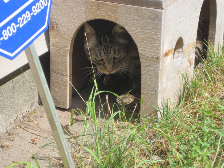 Picture of a cat / kitten / feline