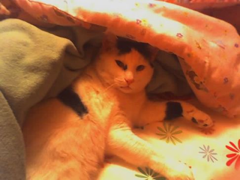 Picture of a cat / kitten / feline