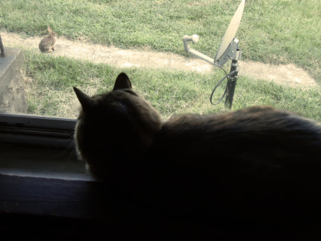 Picture of a cat / kitten / feline