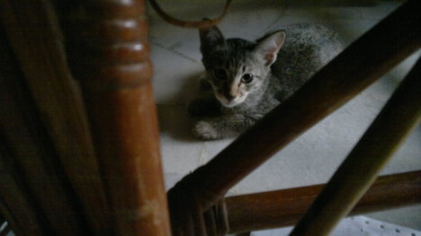 Picture of a cat / kitten / feline