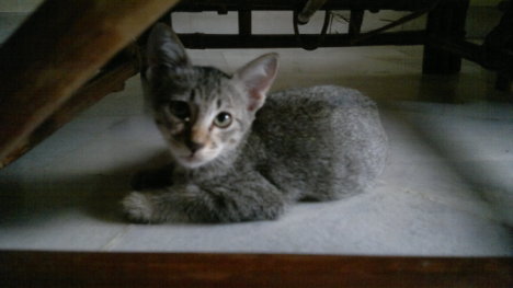 Picture of a cat / kitten / feline