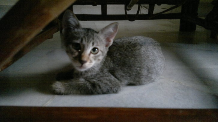 Picture of a cat / kitten / feline